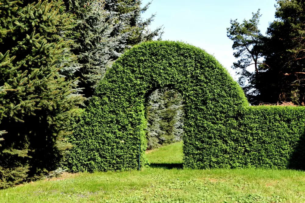 Dicht geschnittene Hecke als natürliche Grundstücksgrenze.