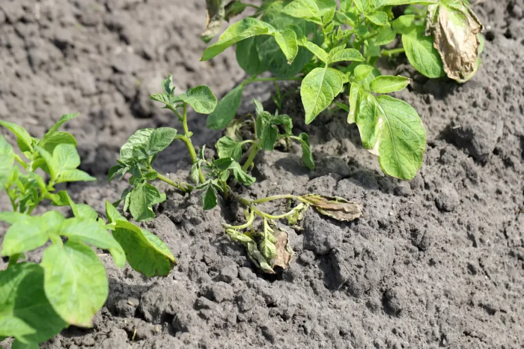 Kartoffelpflanze im Beet mit umgekipptem braunen Stängel.