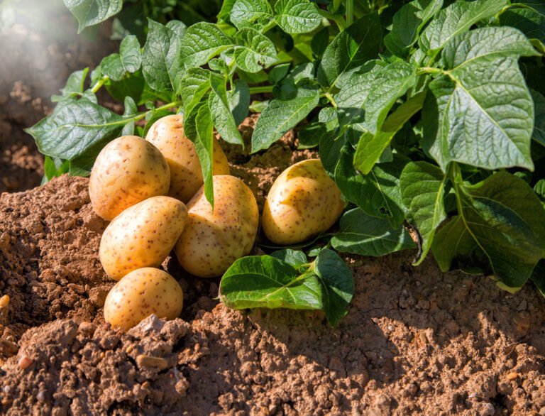 Kartoffeln gießen - Das sollten Sie wissen