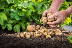 Kartoffel-Krankheiten – Erkennen und Bekämpfen