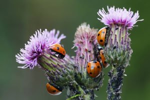 Nützlinge im Ziergarten einsetzen