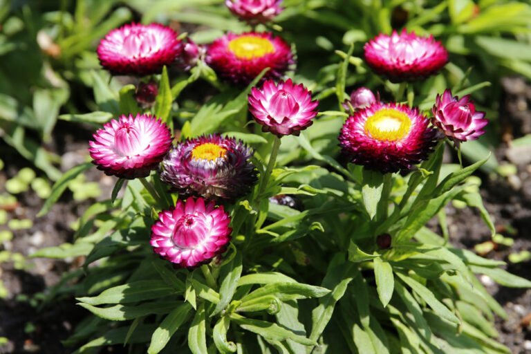 Strohblumen überwintern -Tipps für die Überwinterung in Haus und Garten