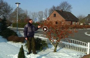 Zaubernuss Jelena Video