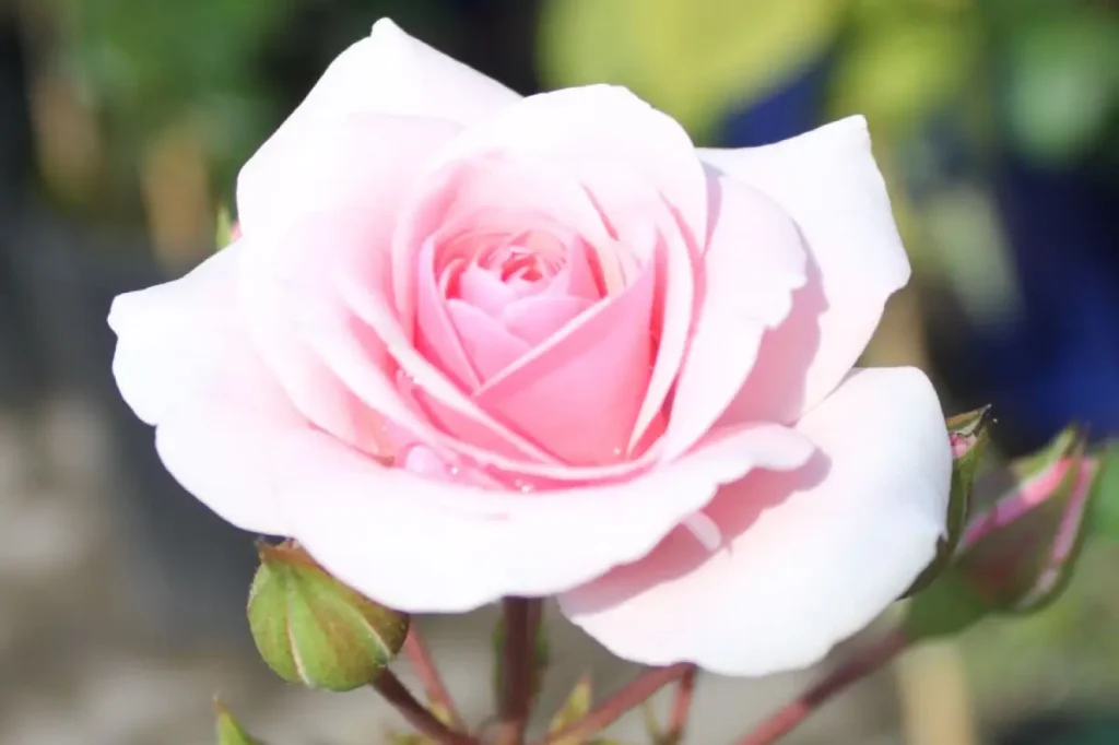 Aufgeblühte rosa Edelrose Diadem im Beet.