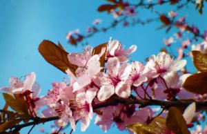 Blüten der Blutpflaume