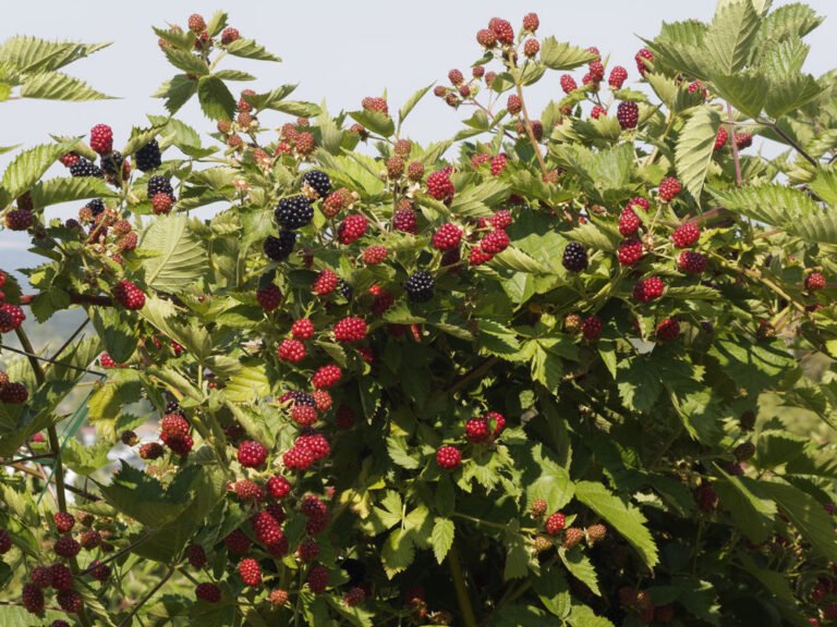 Brombeeren vermehren – 3 erfolgversprechende Möglichkeiten für noch mehr Beeren