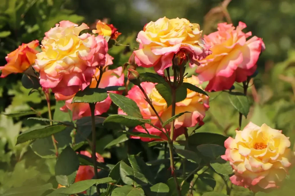 Aufgeblühte Edelrose Aquarell im Beet.