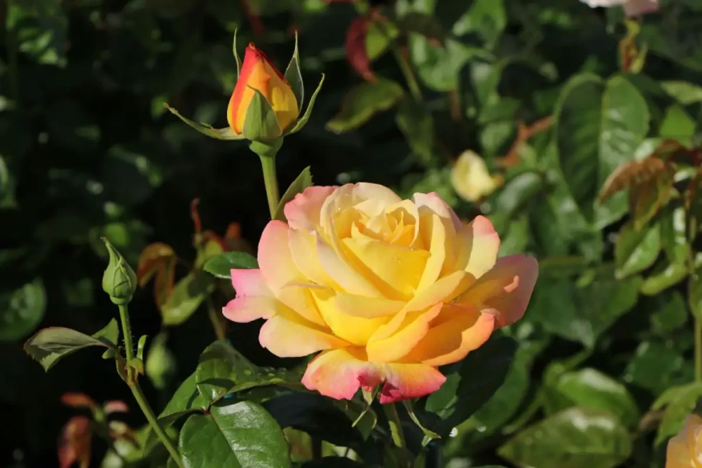 Aufgeblühte Edelrose Gloria Dei im Beet.