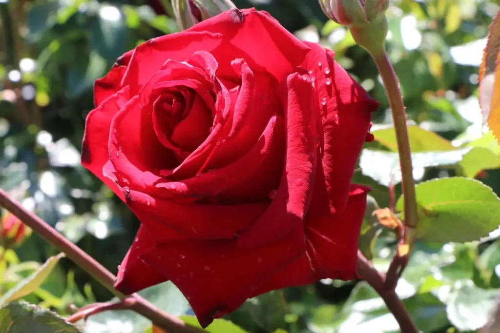 Aufgeblühte rote Edelrose Ingrid Bergmann im Beet.