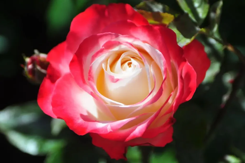 Aufgeblühte Edelrose Nostalgie im Beet.