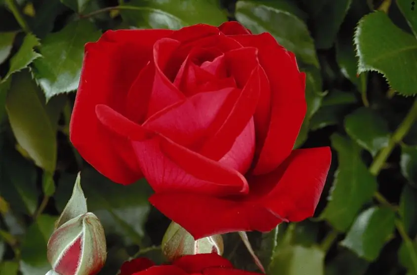 Aufgeblühte rote Edelrose Red Brokat im Beet.