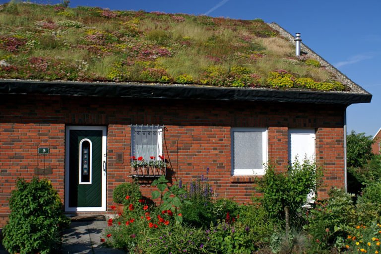 Extensive Dachbegrünung: Aufbau & geeignete Pflanzen für ein blühendes Gründach vorgestellt