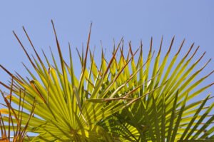 Fächerpalme bekommt braune Blätter – Ursachen und Behandlungstipps Fächerpalme bekommt braune Blätter