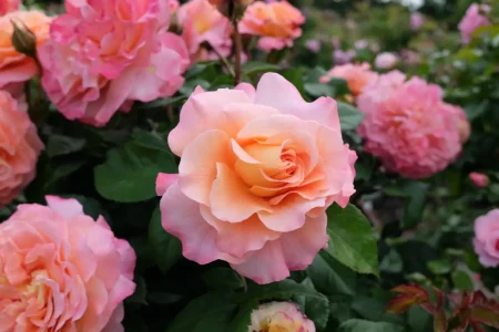 Nahaufnahme einer rosa-orangen Rosenblüte.