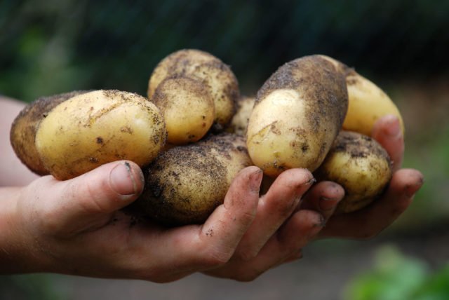 Kartoffeln ernten - Den richtigen Zeitpunkt abwarten