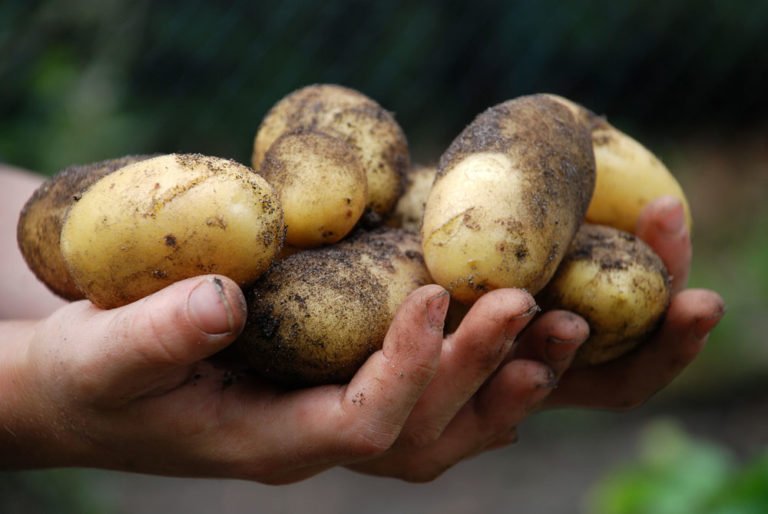 Kartoffeln topf - Die besten Kartoffeln topf ausführlich verglichen