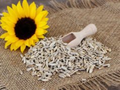Sonnenblume – Aussaat und Pflege