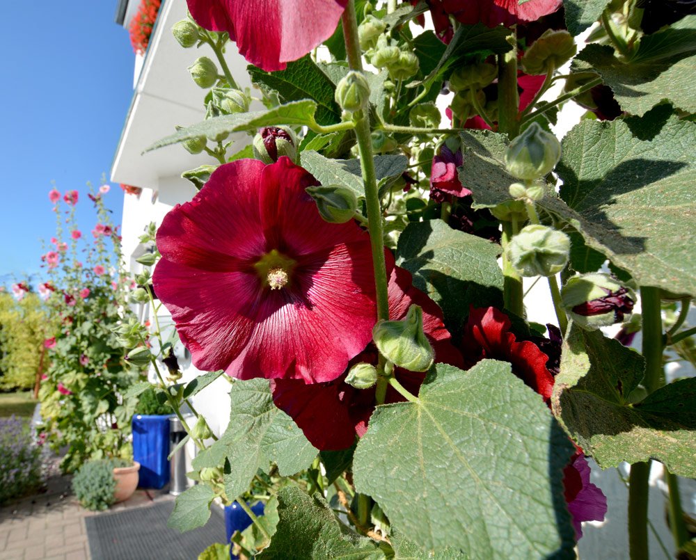Stockrosen im Kübel halten – Blumenpracht für Garten und Terrasse