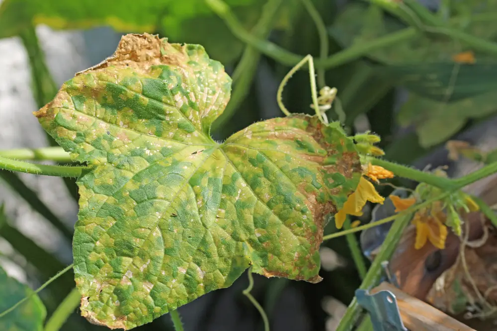 Gurkenblatt mit gelblich, eckigen Flecken.