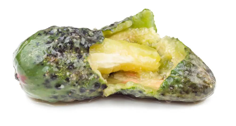 Aufgeschnittene Gurke mit glasig-weichem, fauligem Fruchtfleisch.
