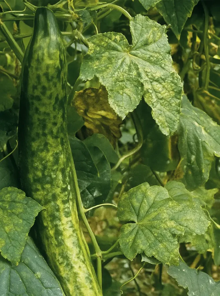 Gurkenpflanze mit Gurkenmosaikvirus: gescheckte Blätter und warzenartige Gurken