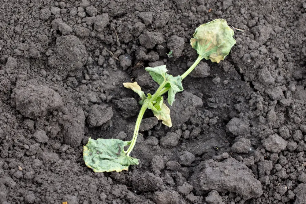 Bild von einer Gurkenpflanze mit Gurkenwelke.