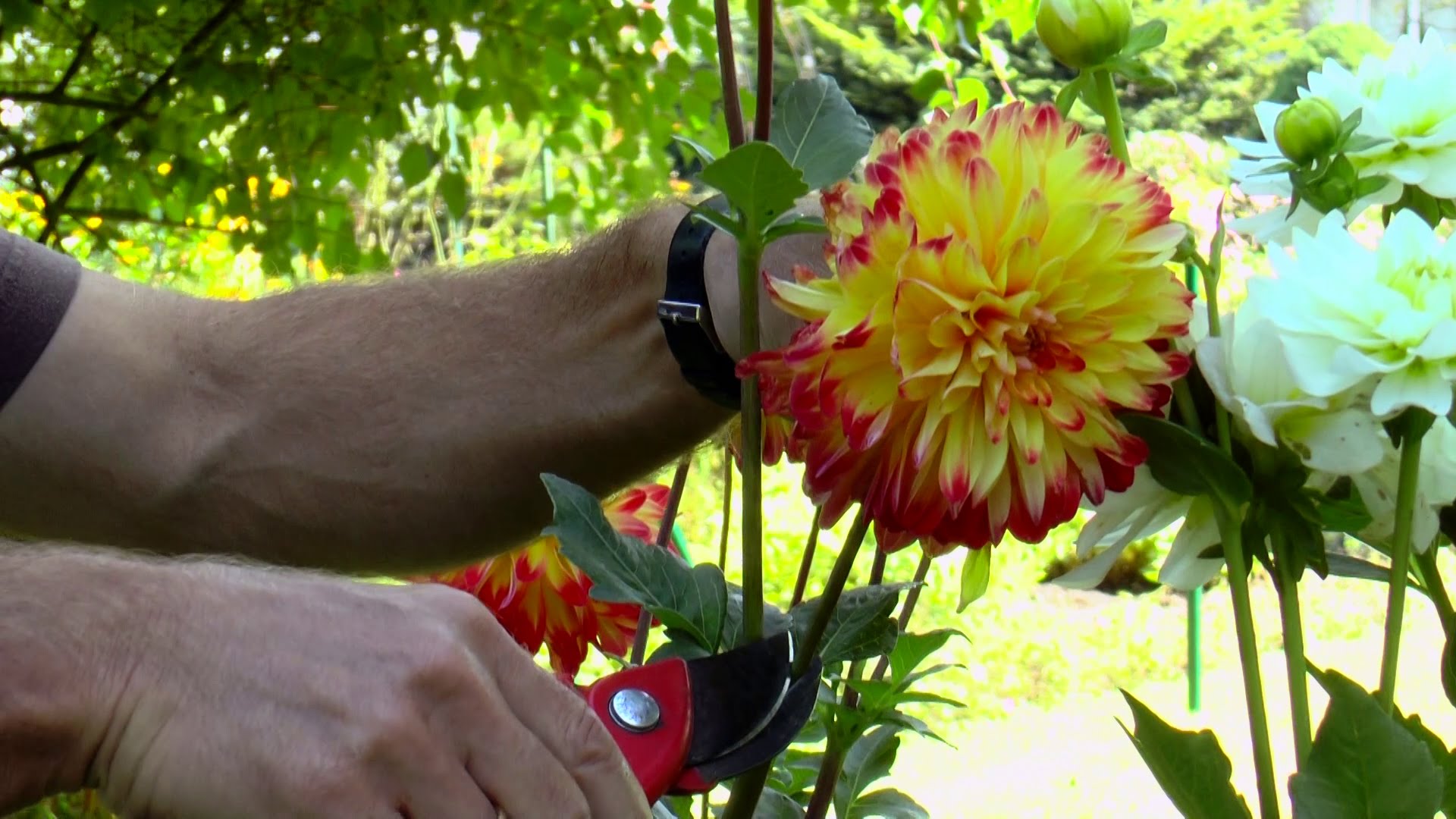 Video: Dahlien richtig schneiden – So verlängern Sie die Blütezeit der Pflanze