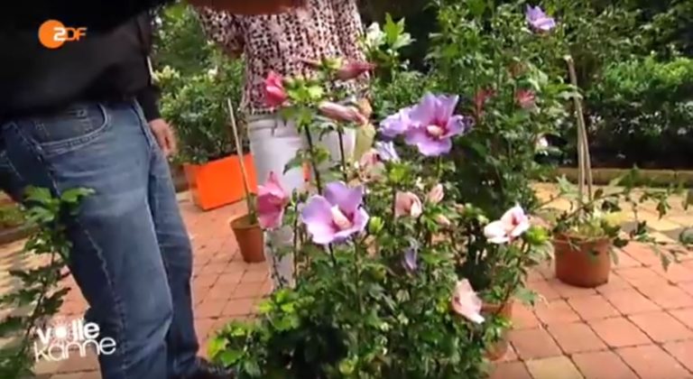 Hibiskus im Garten – Tipps zu Sorten, Pflege, Rückschnitt & Vermehren vom Garten-Profi
