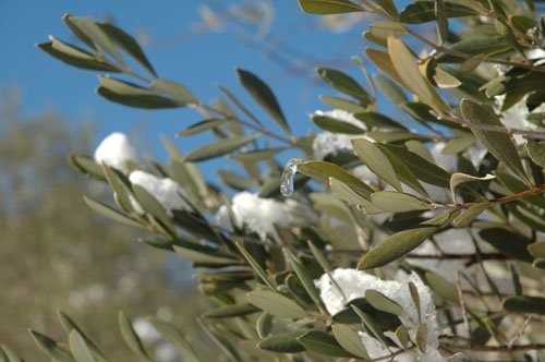 Olivenbaum überwintern: So übersteht das mediterrane ...