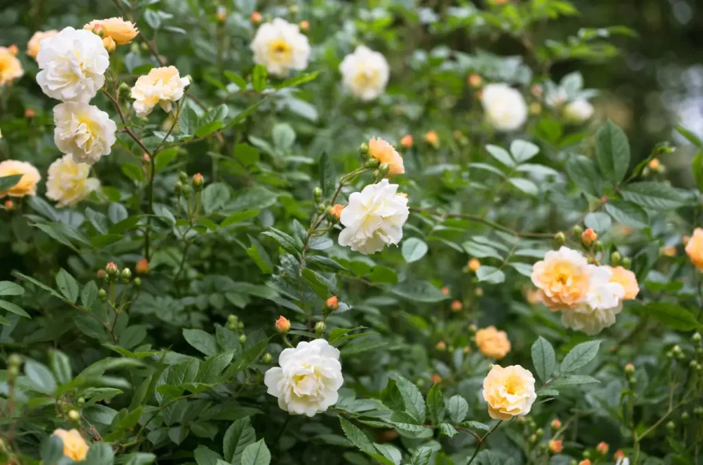 Weiß-gelbe Ramblerrose in voller Blüte.