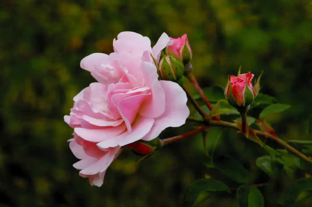 Aufgeblühte rosa Kletterrose Kathleen Harrop.
