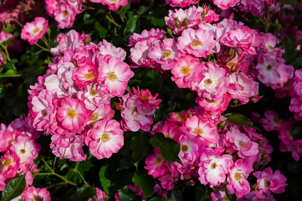 Ramblerrose Maria Lisa in voller Blüte.