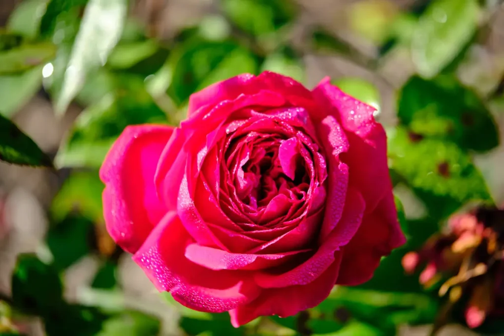 Kletterrose Ulrich Brunner Fils in voller Blüte.
