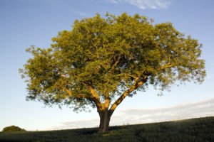Walnussbaum pflanzen – Wichtige Hinweise zum Platzbedarf und dem richtigen Anbau