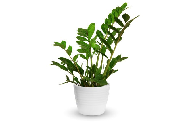 Zamioculcas