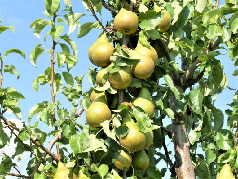 Birnbaum vermehren – Schritt für Schritt erklärt