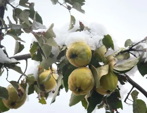 Birnbaum im Topf überwintern