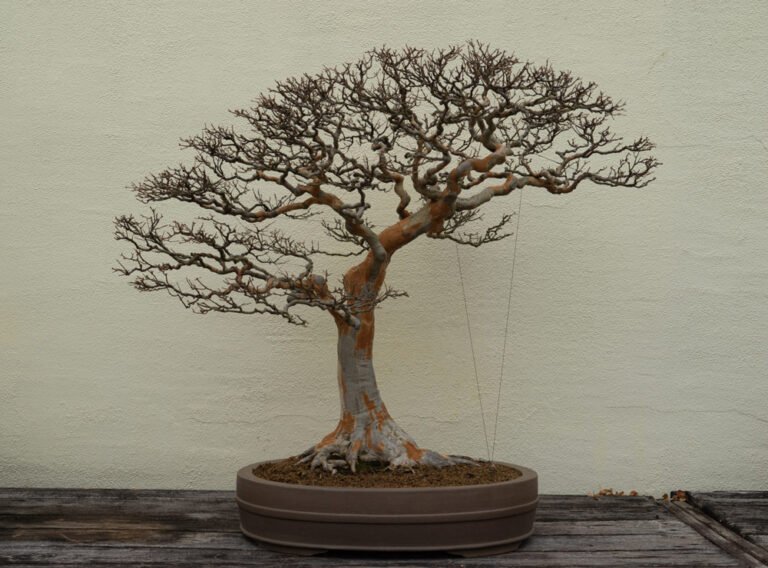 Bonsai Verliert Alle Blätter Im Winter Bonsai verliert alle Blätter: Ursachen & Behandlungstipps