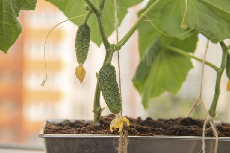 Gurken auf dem Balkon ziehen – Anleitung & Tipps zum Anbau