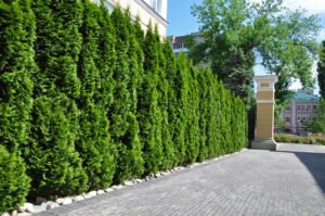 Koniferen pflegen - So erhalten Sie Ihre immergrüne Hecke