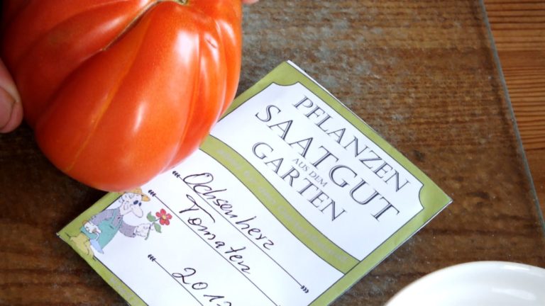 Video: Saatgut aus Tomaten ziehen – So gewinnen Sie eigenes Saatgut