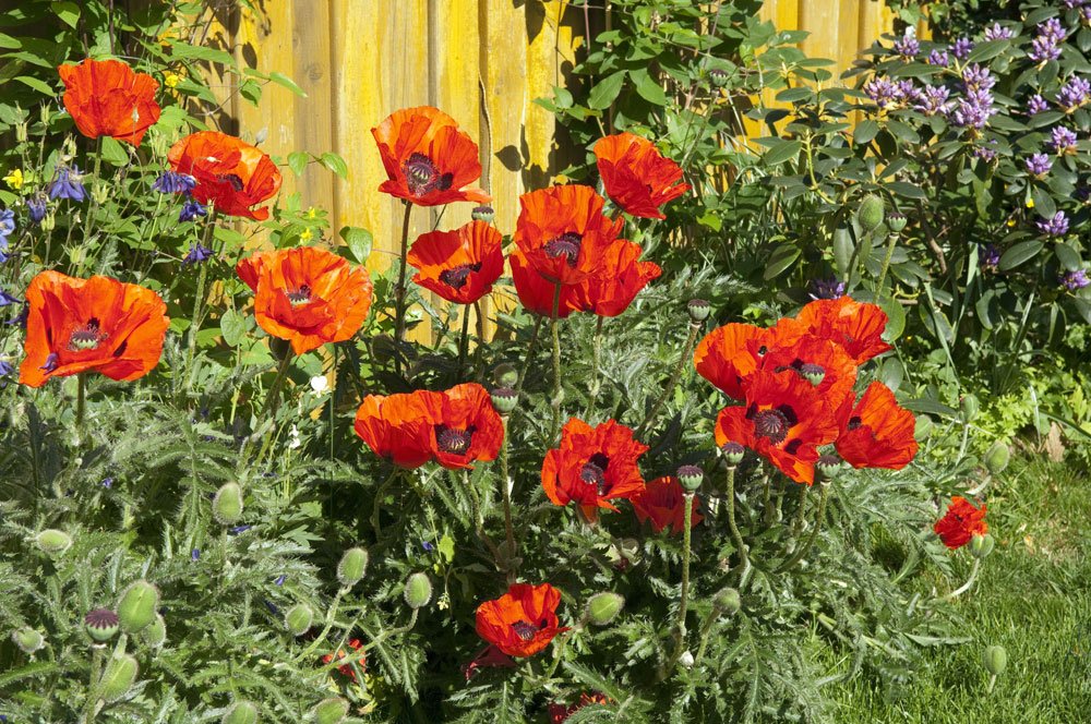 Mohn: Sorten