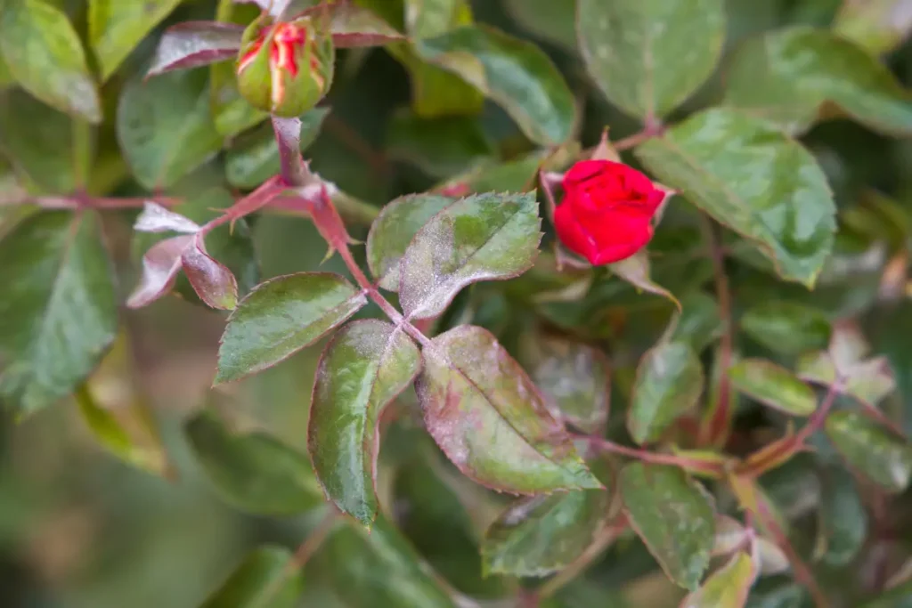 Echter Mehltau verursachte weißen, pudrigen Belag auf einem Rosenblatt.