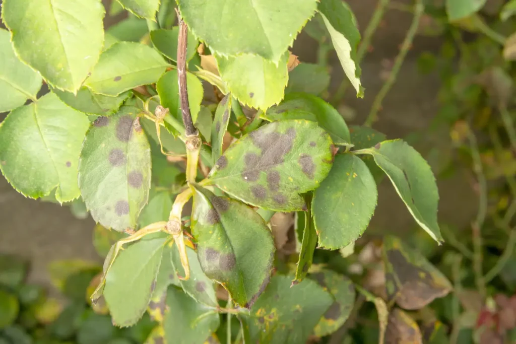 Falscher Mehltau verursacht dunkle Flecken auf den Rosenblättern.