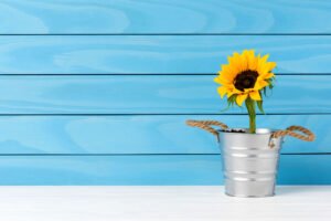 Sonnenblume als Topfpflanze