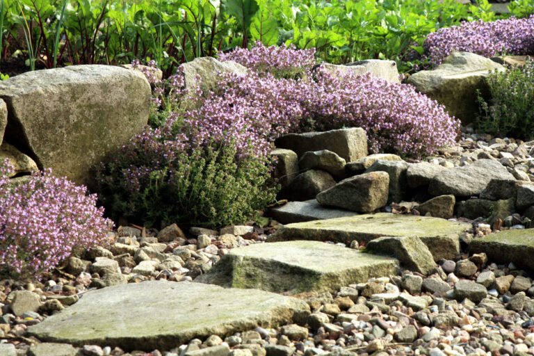 Kräuter im Steingarten: Tipps zur Kräuterauswahl und geeigneten Steinen