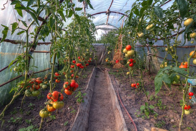 Tomaten im Gewächshaus pflanzen – Tipps für Anbau und Pflege