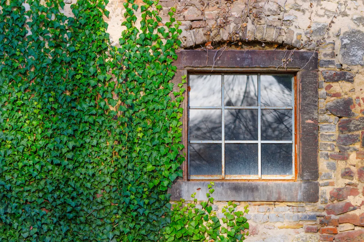 Efeu an einem Wohnhaus Fassade mit Efeu begrünen