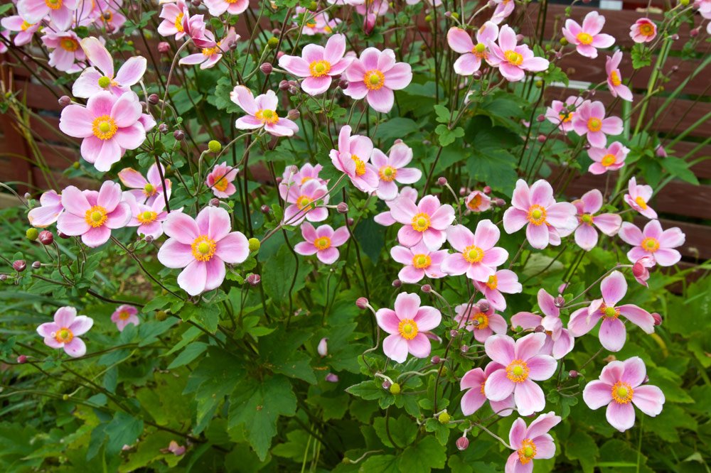 Indian Summer Feeling: Anemone