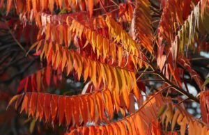 Indian Summer Feeling im Garten